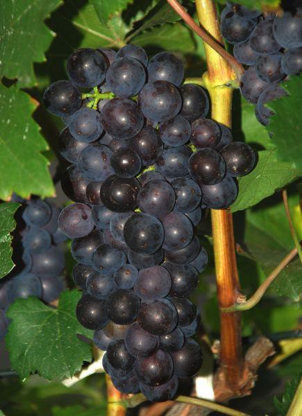 Plik:DSC 0090 Medina manuns.jpg