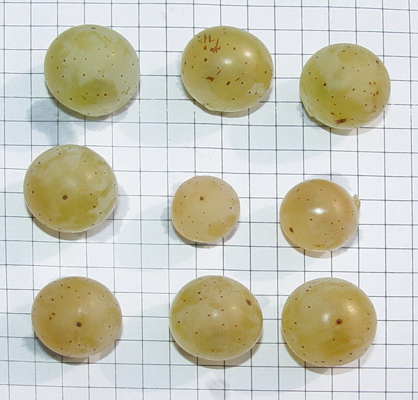 Plik:Jagody Lorelei.jpg