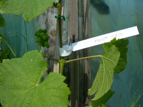 Plik:PG grono na sadzonce.jpg