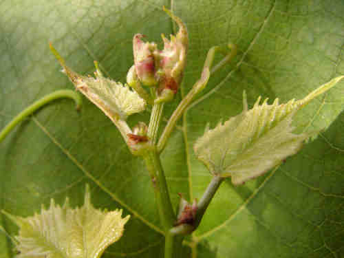 Plik:Ontario-koronka Kyniek.jpg