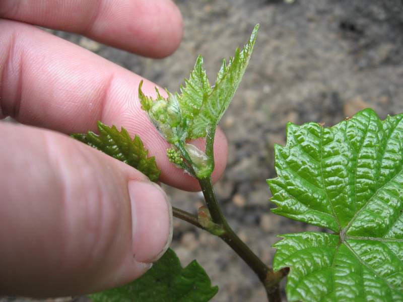 Plik:20100501 IMG 0844 duna kwiat1 r800.jpg