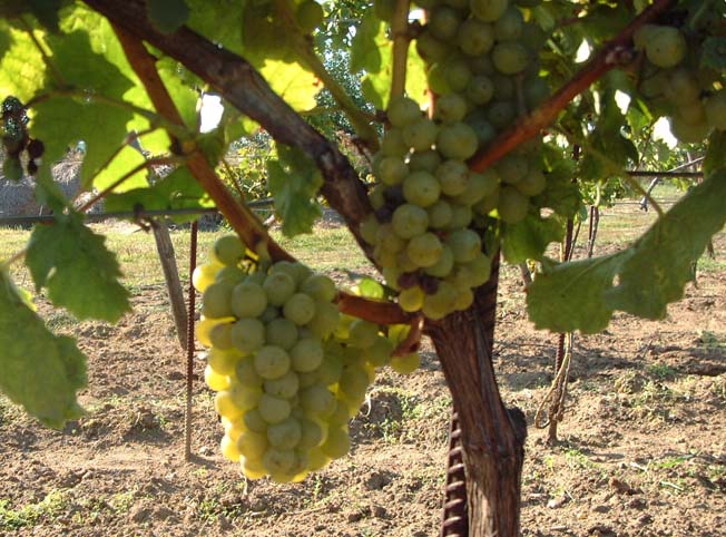 Plik:284 Mueller Thurgau - grona Grzegorz Nowakowski.jpg