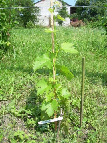 Plik:Gaubena Nou.jpg