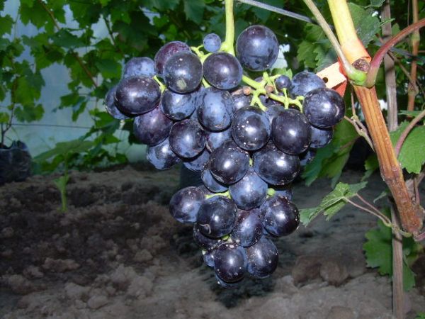 Plik:Tawria 06.08.2012.jpg