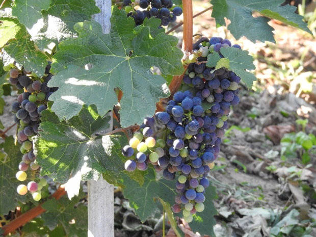 Plik:19082018 CS.jpg