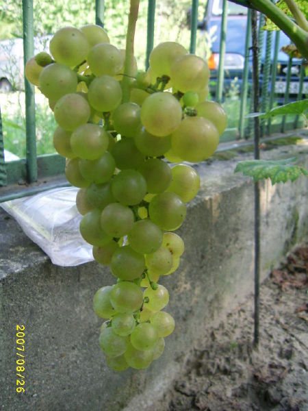 Plik:Aurora x VRP grono dziadek2.jpg