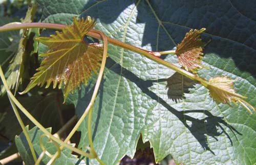 Plik:226 Bianca - koronka H.Wiercinski.jpg