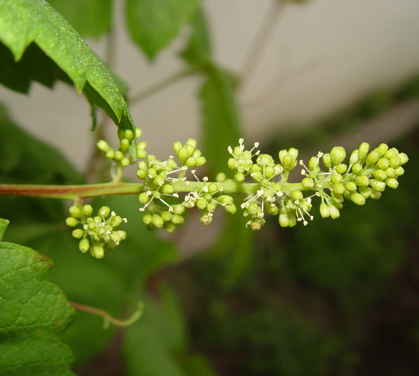 Plik:Swenson Red kwiatostan.jpg