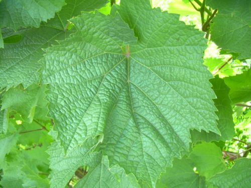 Plik:Iliczewskij R2.jpg