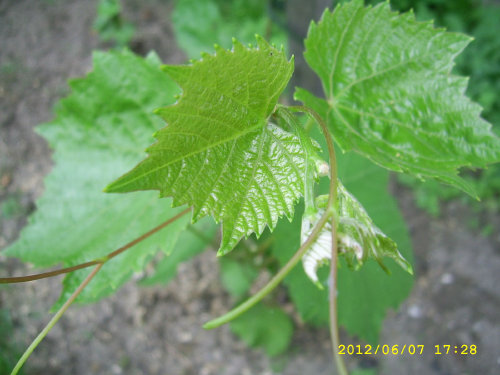 Plik:Fabel Koronka3.jpg