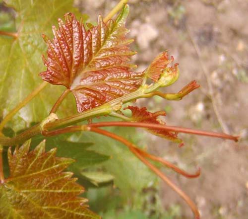 Plik:232 Muskat Letni - koronka H.Wiercinski.jpg