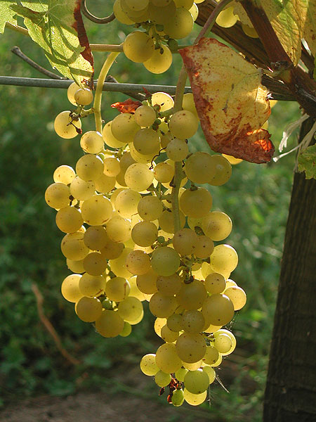 Plik:171 Muskat Odesskij Grono. G. Sapijaszko.jpg