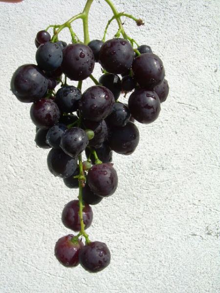 Plik:Czekoladowa2 04.08.2012 .jpg