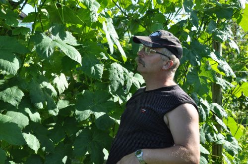 Plik:Seneka szpaler2.jpg