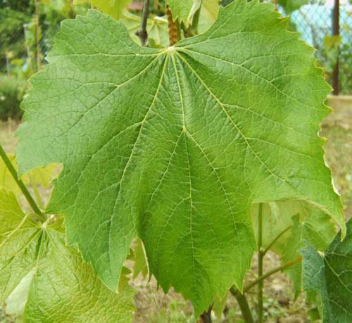 Plik:233 Festivee Festivee - lisc H.Wiercinski.jpg