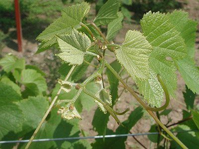 Plik:161 Rondo Koronka. G. Sapijaszko.jpg