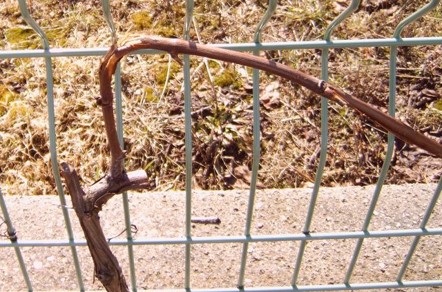 Plik:15 Guyot bez czopka giecie.jpg