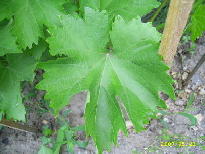 Plik:Nadzieżda lisc dziadek2.jpg