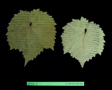 Plik:1659 seyval-liść.jpg