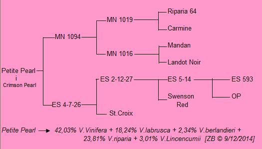 Plik:Crimson Pearl drzewko gen.jpg