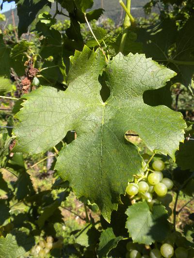 Plik:2920k Mueller Thurgau-liść.jpg