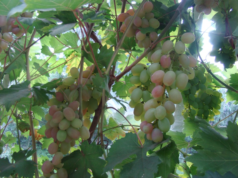 Plik:Ruta 6 grona.jpg