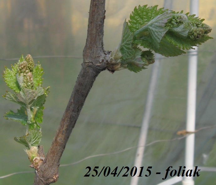 Plik:Sfinks pąki kw.jpg