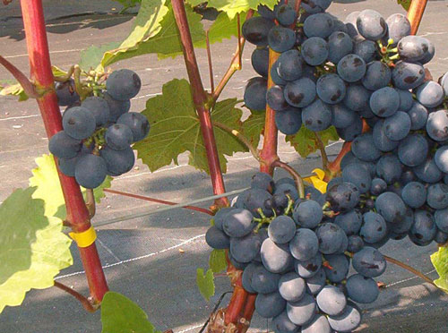 Plik:41 Ajwaz AJWAZ - grona J.Czapski.jpg