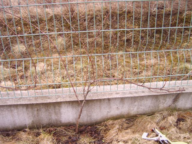 Plik:5 Guyot krzak przed cieciem.jpg