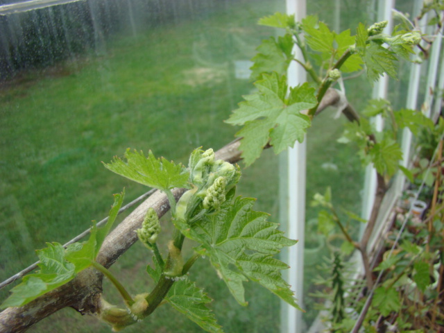 Plik:Ruta-pąki kwiat.jpg