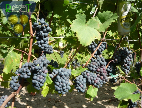 Plik:Zweigelt grona.jpg