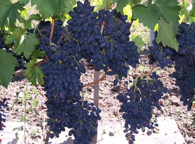 Plik:311 Nadiezda Azos Nadiezda AZOS 2 Michail Liwarienko - Lugansk.jpg