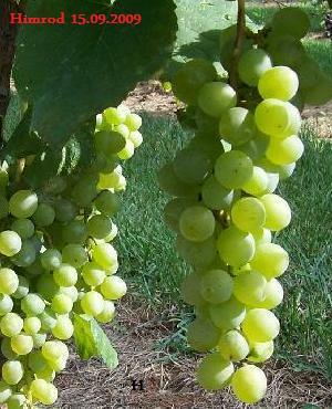 Himrod - grona wrzesień 2008