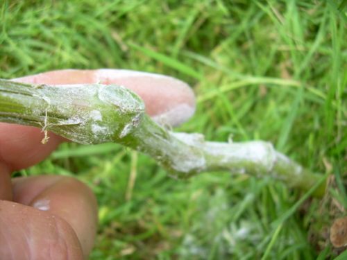 Plik:Krok 4 ukorzeniacz.jpg