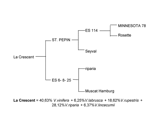Plik:La Crescent-drz.gif