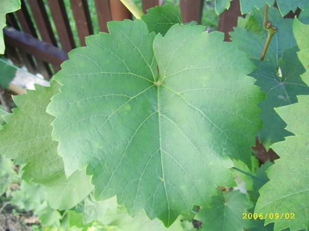 Plik:Preła Zali-L1.jpg