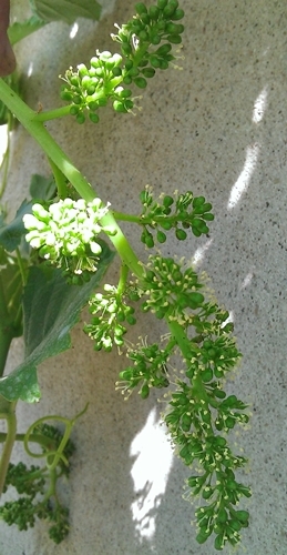 Plik:Inga D. 04.06.15.jpg