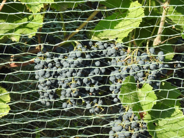 Plik:19082018 Cantor-gr.jpg