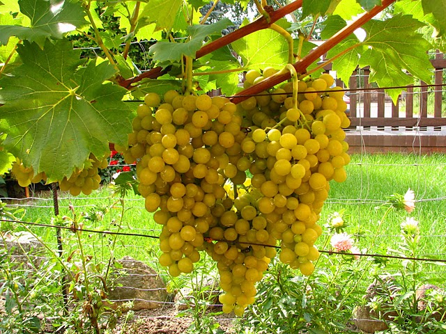 Plik:IMG 1258 - Prim-22-08-07-.jpg