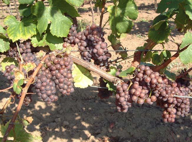 Plik:278 Pinot Gris - grona Grzegorz Nowakowski.jpg