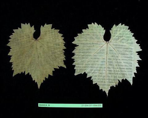 Plik:1651 Bianca-liść.jpg