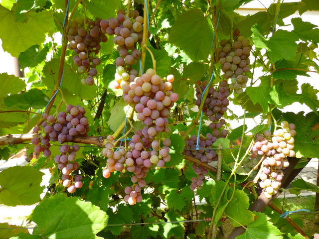 Plik:Reliance krzew gronkowiec.jpg