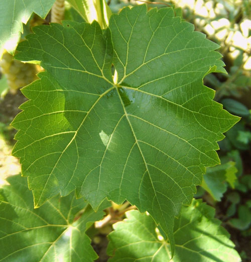 Plik:206 Seyval Blanc - lisc H.Wiercinski.jpg