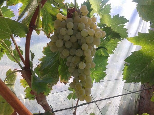 Plik:Poeloeskei Muskotaly28.09.15.jpg