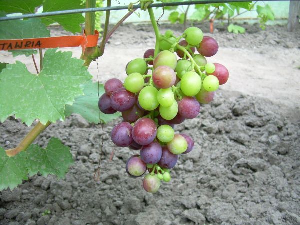 Plik:Tawria 21.07.2012.jpg