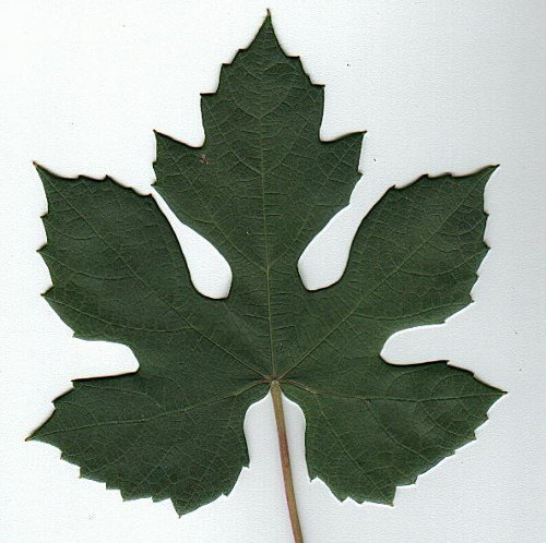 Plik:Schuyler lisc2.jpg