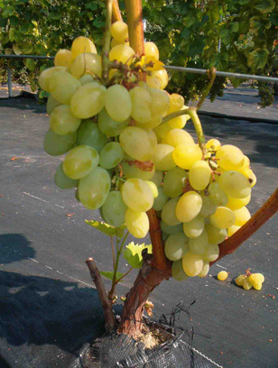 Plik:8 V 2520 Grono. J. Czapski.jpg