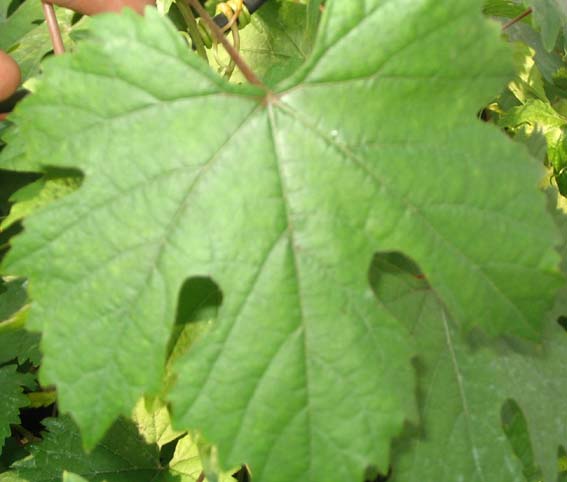 Plik:323 Chrupka Zlota - lisc Robert Rojczyk.jpg