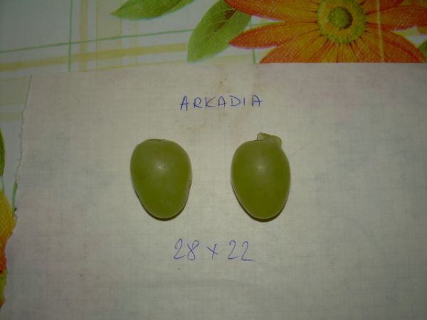 Plik:Arkadia 11.08.2012.jpg