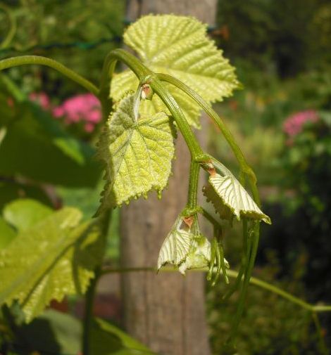 Plik:Lutti koronka.jpg